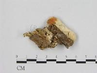 登錄號:F0009392藏品圖，第3張