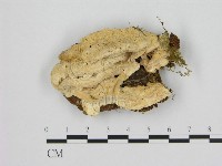 登錄號:F0009393藏品圖，第1張