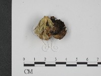 登錄號:F0009401藏品圖，第1張