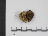登錄號:F0009401藏品圖，第3張