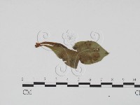 登錄號:F0009403藏品圖，第3張