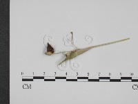 登錄號:F0009404藏品圖，第1張