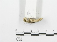 登錄號:F0009405藏品圖，第4張