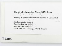 登錄號:F0009406藏品圖，第2張