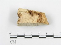 登錄號:F0009407藏品圖，第1張