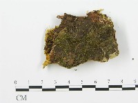 登錄號:F0009409藏品圖，第3張