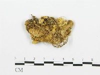 登錄號:F0009410藏品圖，第1張