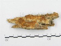 登錄號:F0009413藏品圖，第1張