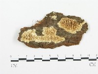 登錄號:F0009414藏品圖，第1張