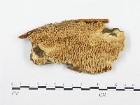 登錄號:F0009415藏品圖，第1張