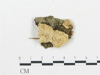 登錄號:F0009420藏品圖，第1張