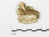 登錄號:F0009421藏品圖，第3張