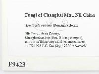 登錄號:F0009423藏品圖，第2張