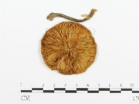 登錄號:F0009423藏品圖，第3張