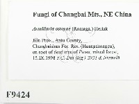 登錄號:F0009424藏品圖，第2張