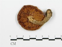 登錄號:F0009424藏品圖，第1張