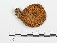 登錄號:F0009424藏品圖，第3張