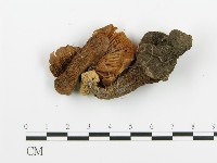 登錄號:F0009425藏品圖，第1張