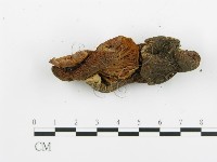 登錄號:F0009425藏品圖，第4張