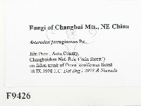 登錄號:F0009426藏品圖，第2張