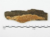 登錄號:F0009434藏品圖，第1張