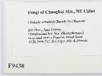 登錄號:F0009438藏品圖，第2張