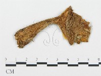 登錄號:F0009438藏品圖，第1張