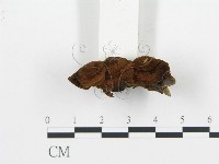 登錄號:F0009439藏品圖，第3張