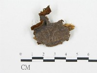 登錄號:F0009440藏品圖，第1張