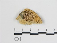 登錄號:F0009443藏品圖，第1張