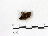 登錄號:F0009458藏品圖，第1張