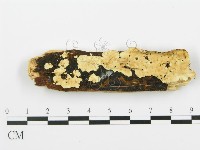 登錄號:F0009462藏品圖，第1張