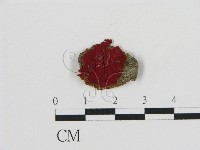 登錄號:F0009464藏品圖，第1張