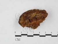 登錄號:F0009473藏品圖，第1張