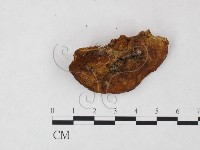 登錄號:F0009473藏品圖，第3張