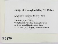 登錄號:F0009479藏品圖，第2張