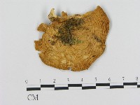 登錄號:F0009479藏品圖，第1張