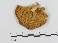 登錄號:F0009479藏品圖，第3張