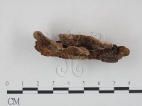 登錄號:F0009483藏品圖，第3張