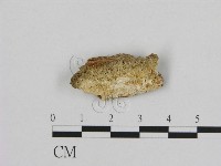 登錄號:F0009485藏品圖，第1張