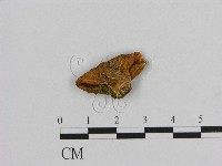 登錄號:F0009487藏品圖，第1張