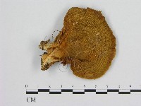 登錄號:F0009488藏品圖，第1張