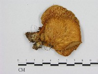 登錄號:F0009488藏品圖，第3張