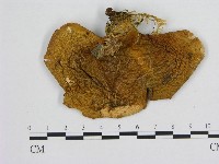 登錄號:F0009489藏品圖，第1張