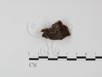 登錄號:F0009496藏品圖，第3張