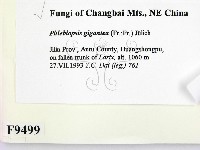 登錄號:F0009499藏品圖，第2張