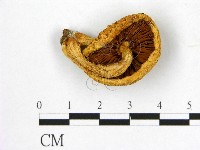 登錄號:F0009500藏品圖，第3張