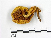 登錄號:F0009501藏品圖，第3張