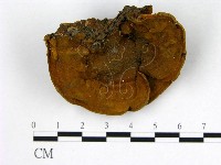 登錄號:F0009505藏品圖，第1張