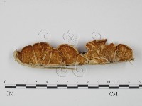 登錄號:F0009507藏品圖，第1張